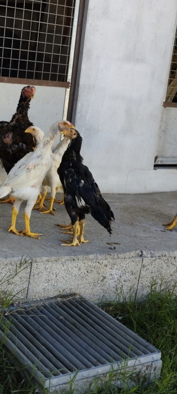 Franguinhos shamos