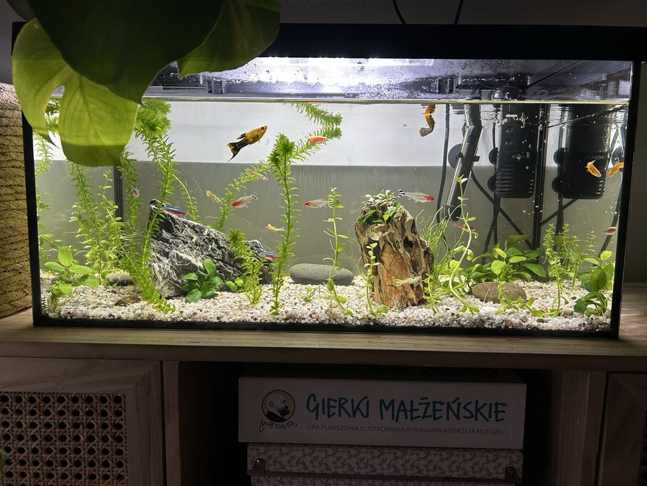 Akwarium z rybami i roślinkami