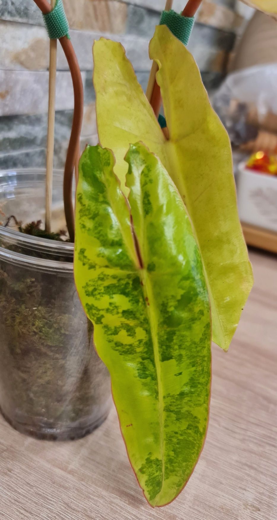Philodendron Billietiae variegata,4 liście