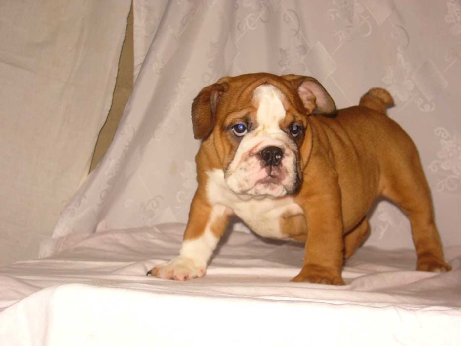Buldog angielski rudo-białe suczka