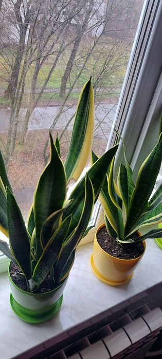 Продам сансев’єрію в горшках.