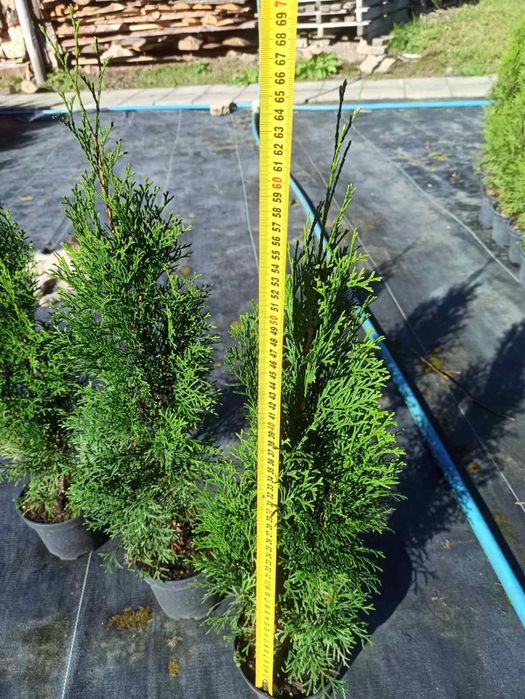 Туя смарагд даніка-є опт