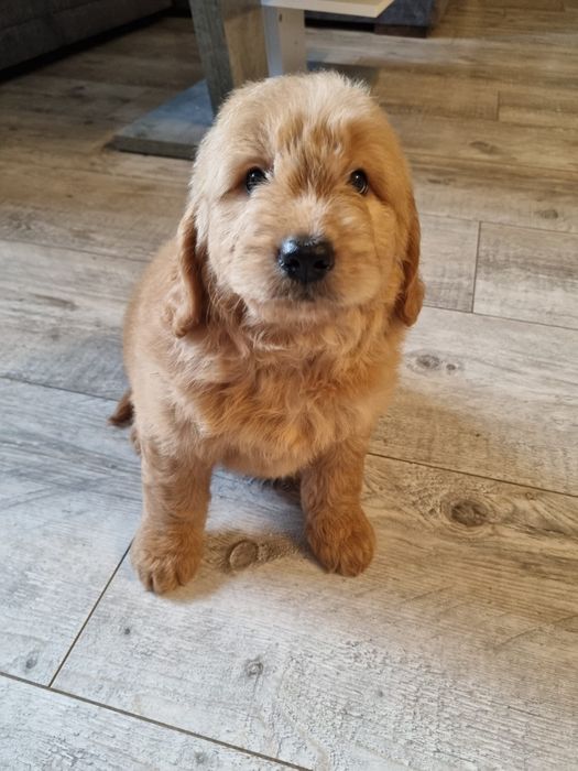 Golden & Pudel goldendoodle mini piesek