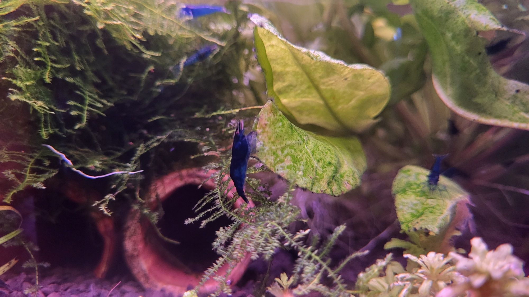 Krewetki Blue Velvet