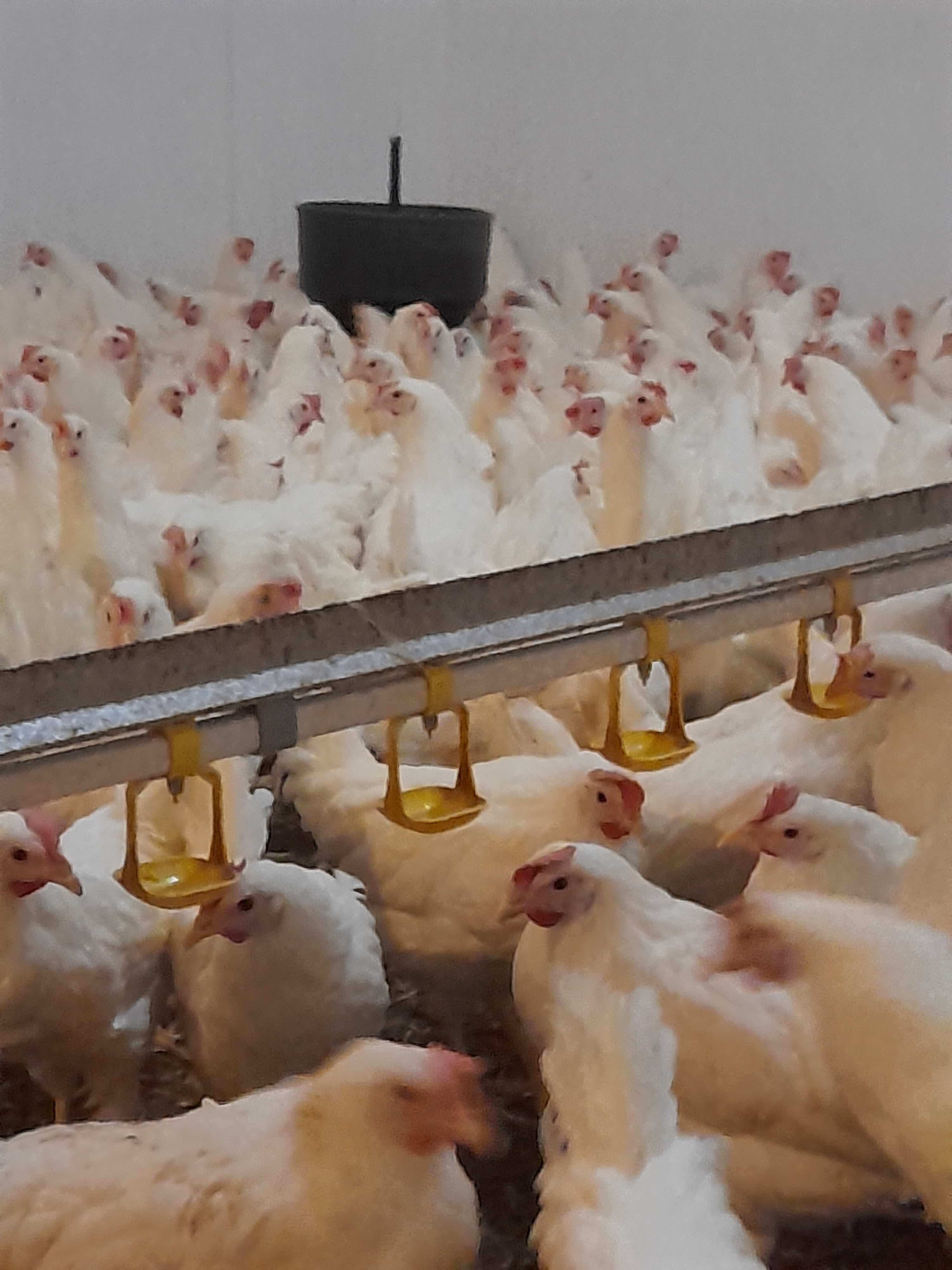 Kury Leghorn Leghorny 24tyg Wysyłka
