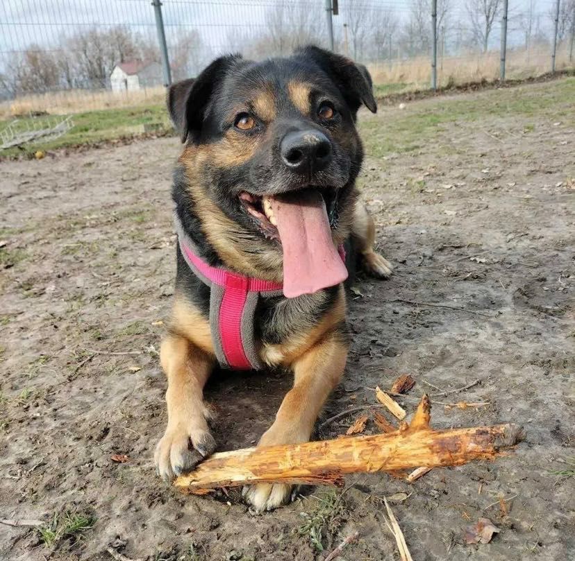 DOLAR i patyk do adopcji
