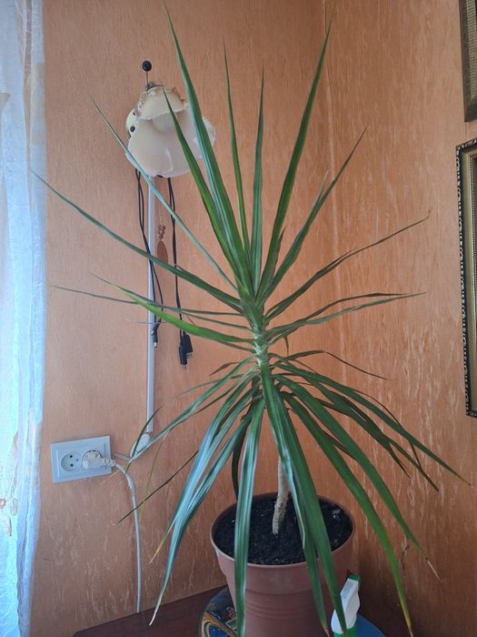Продам Драцену без горшка