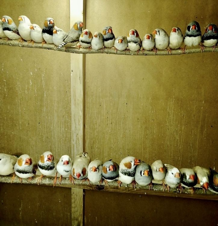 Ptaszki zeberki zeberka amadyna zeberekowata z 2023  roku