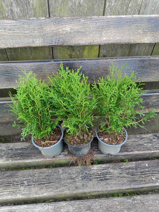 Продам тую колумна, брабант, літл гігант, бересклет