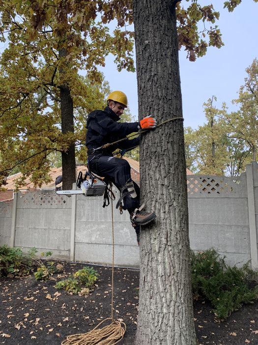 Зрізання дерев, Кронування, Спил, Валка, Обрізка, Подрібнення гілок