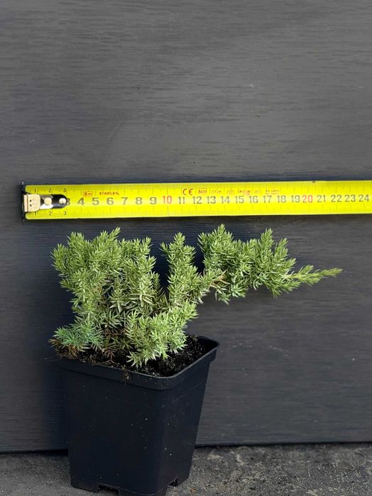 Ялівець лежачий Нана горизонтайльний в контейнері Р9 0,5 л