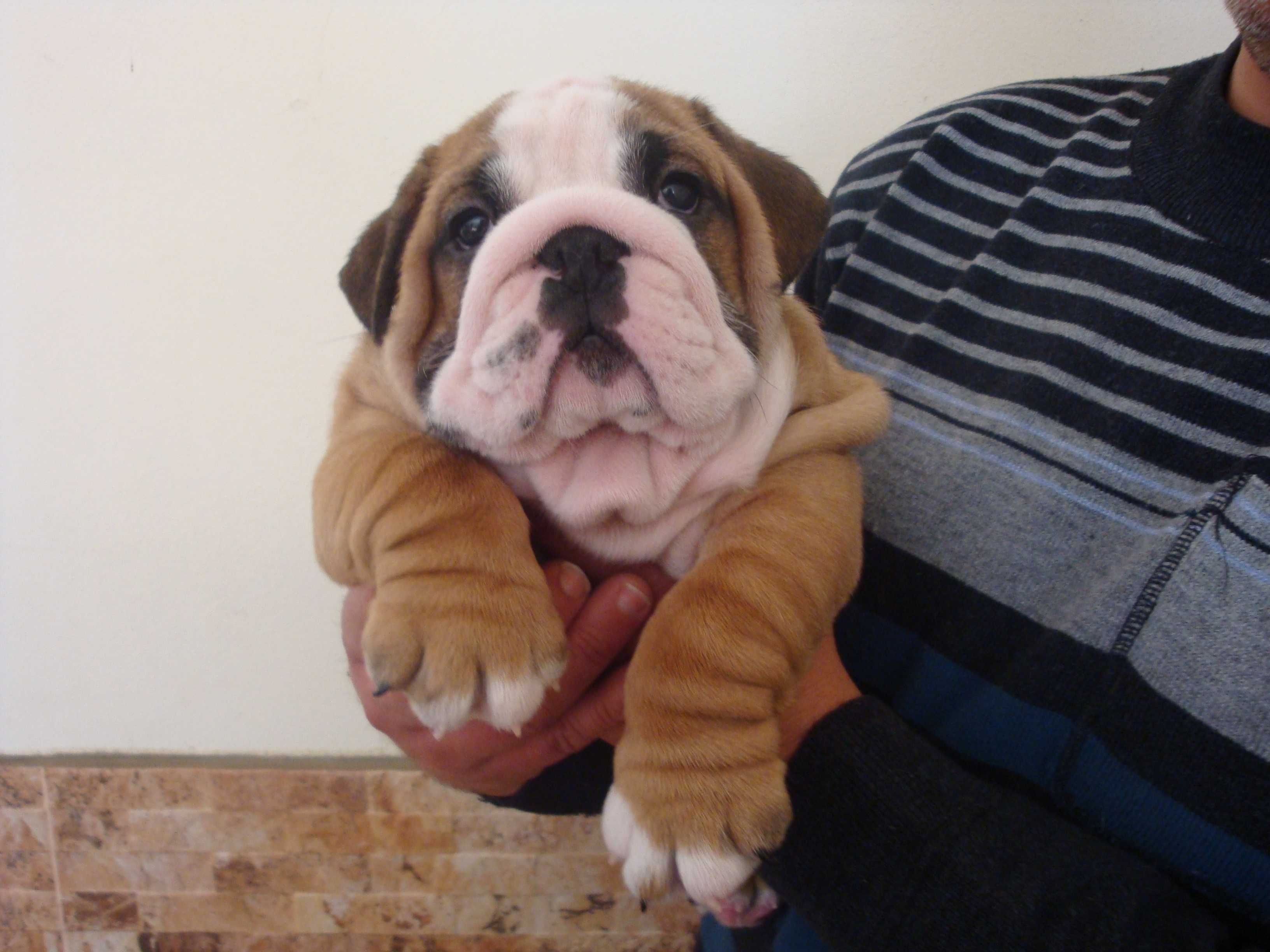 Cachorro Bulldog Inglês