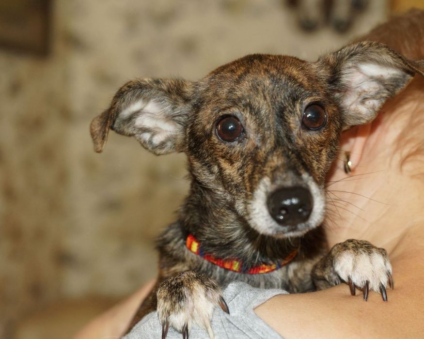 Собачки разных пород