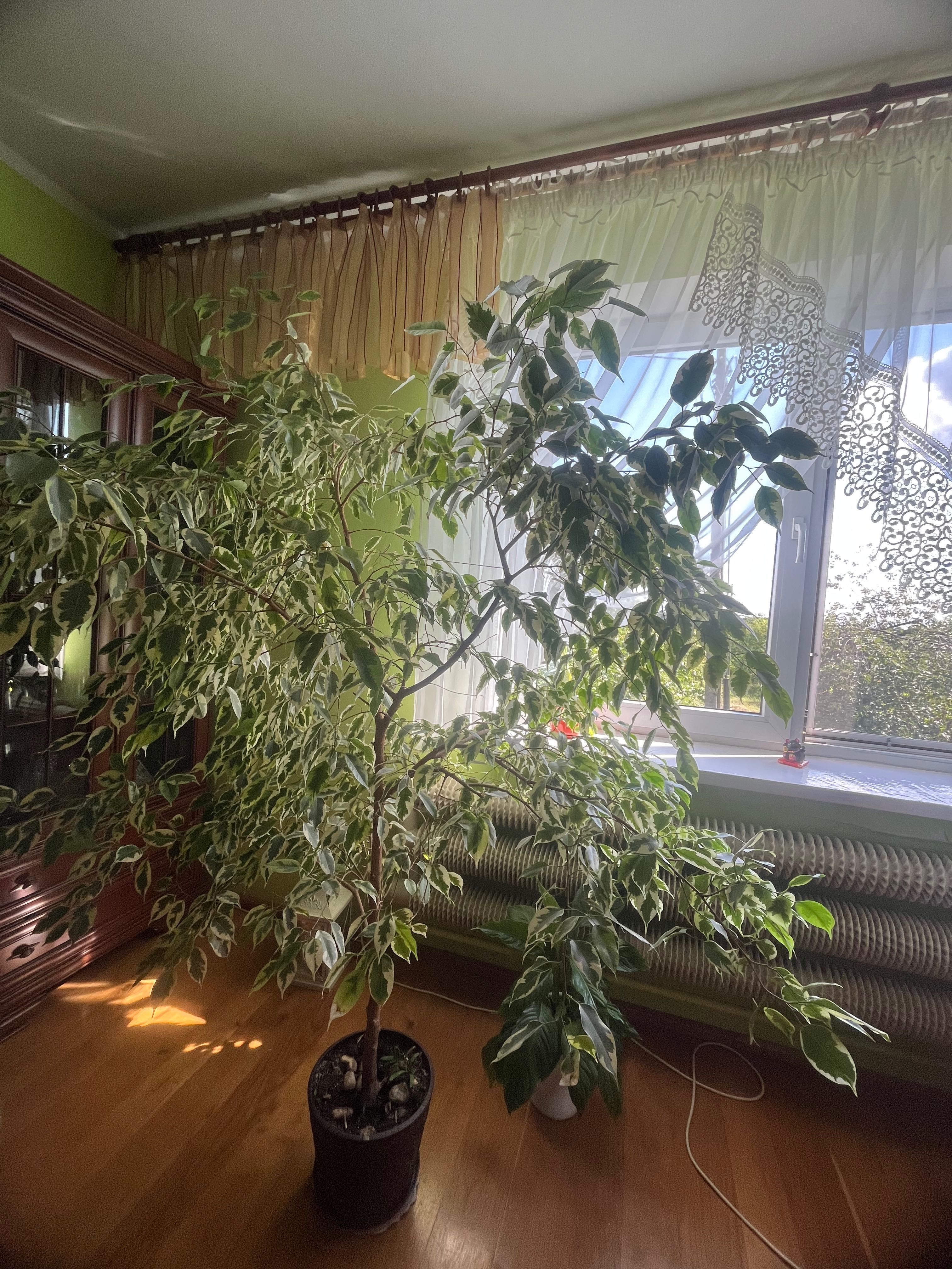 Figowiec benjamina kwiat drzewko