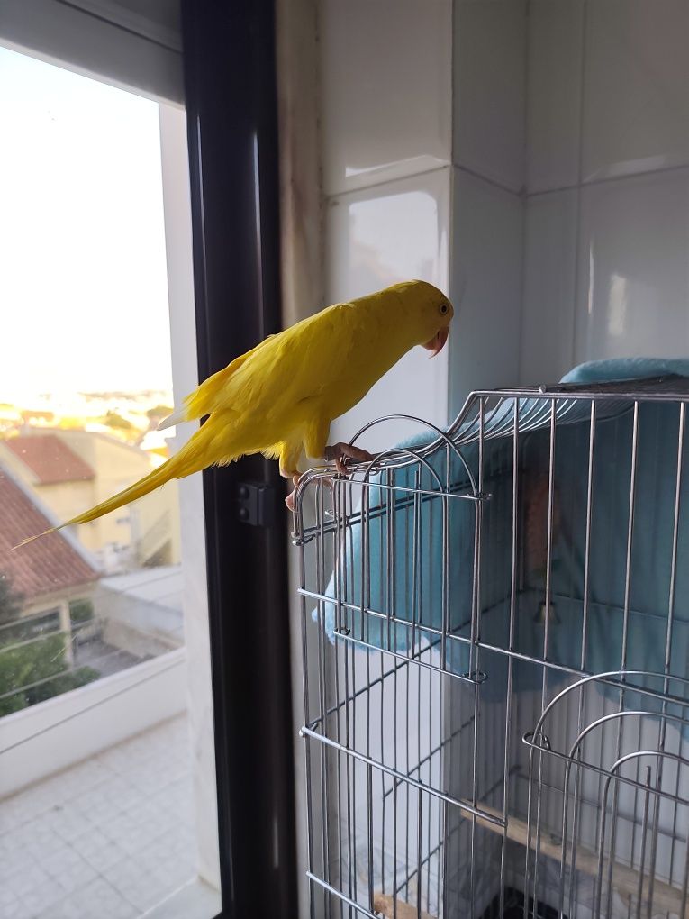 Periquito de colar amarelo