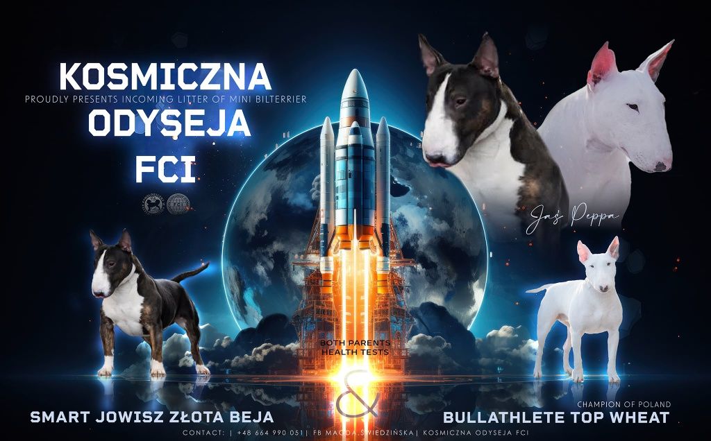 Zapowiedź miotu. Bulterier Miniaturowy, Miniature Bull Terrier
