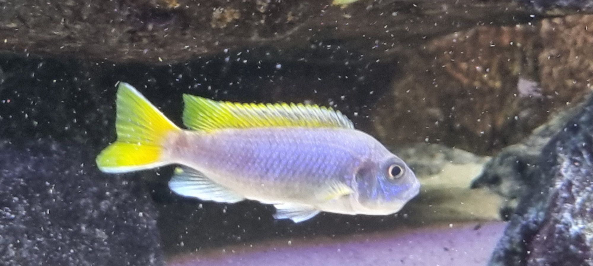 Pseudotropheus acei luwala  pyszczak acei