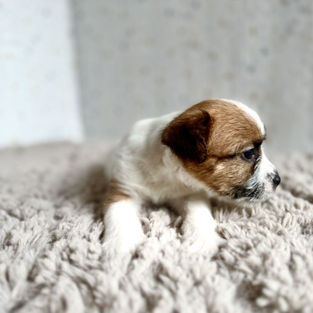 Jack Russell Terrier- biało- brązowa sunia z rodowodem ZKwP