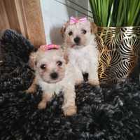 Maltipoo Maltańczyk & Pudel śliczna malutka dziewczynka xxs