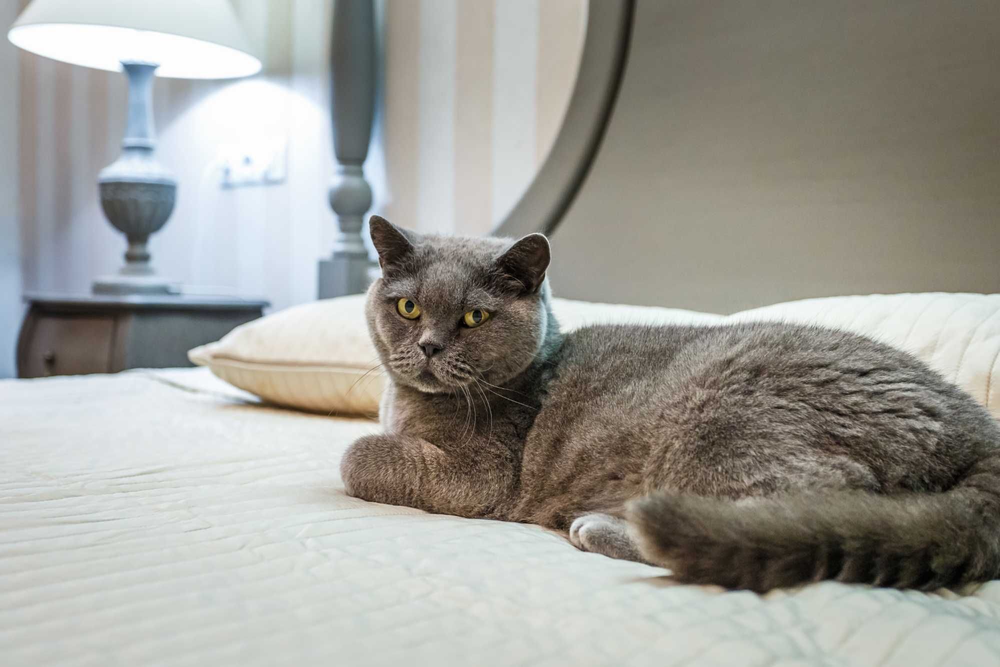 Hotel dla KOTA - opieka nad kotkami - zarezerwuj pobyt