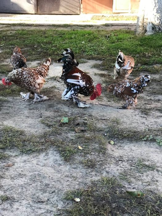 Продам кури Ліліпути