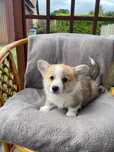 Welsh Corgi Pembroke samiec