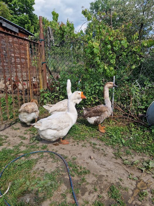 Sprzedam gęsi chołomogory