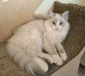 CUDOWNY kocurek Ragdoll blue bicolour tabby