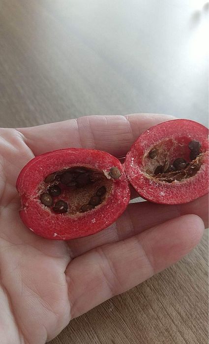 Каріса або кімнатна слива, сіянці