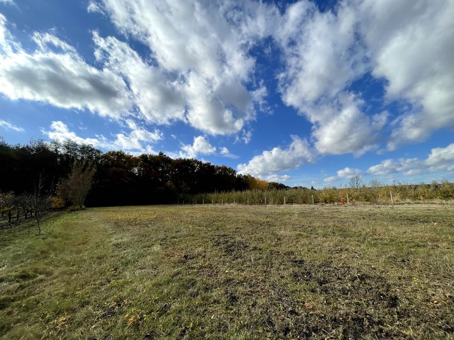 Działka budowlana z widokiem na las, Cholewianka, Gm. Kazimierz Dolny