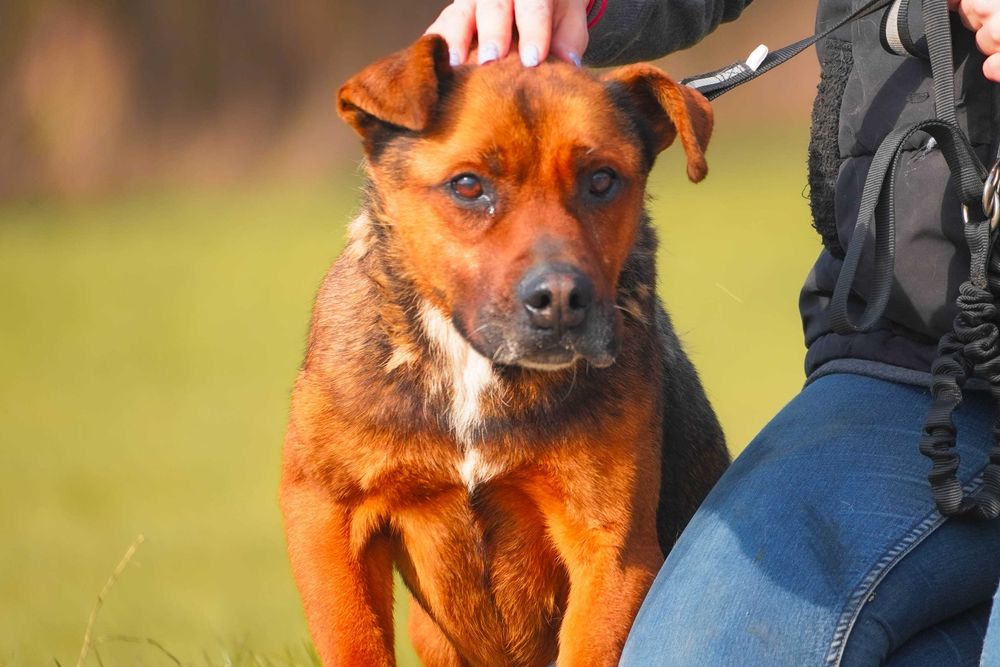 Mateo - starszy psiak szuka domu