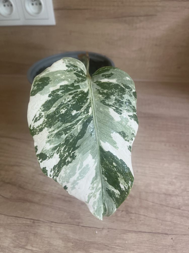 Monstera Variegata