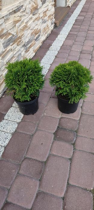 Sprzedam Tuja danica