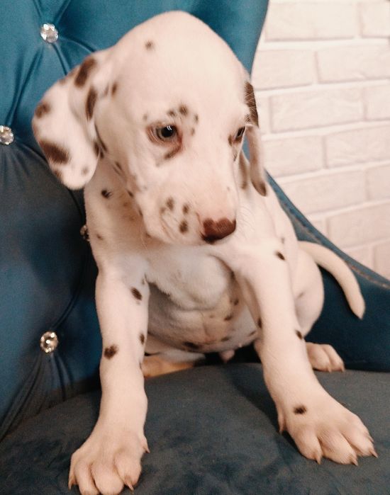 Dalmatyńczyk urocza unikatowa  suczka