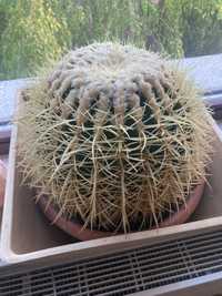 Echinocactus grusonii