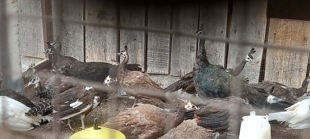 Paw pawie szmaragdowe z 2025r