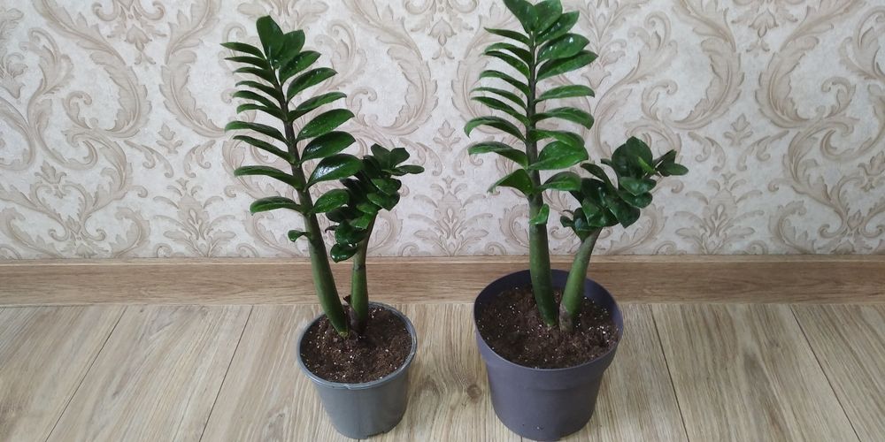 Заміокулькас Зензі