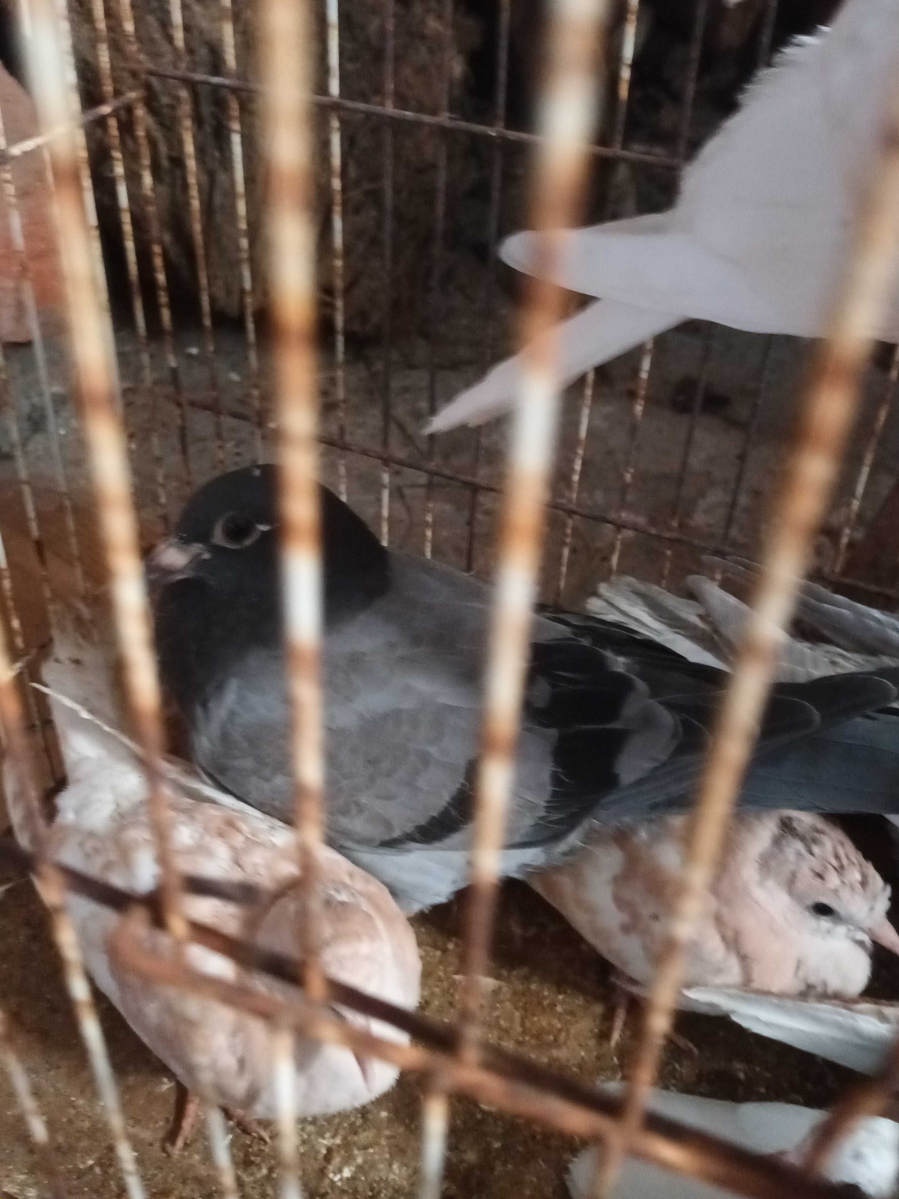 Casal de pombas novinhas borachinhos