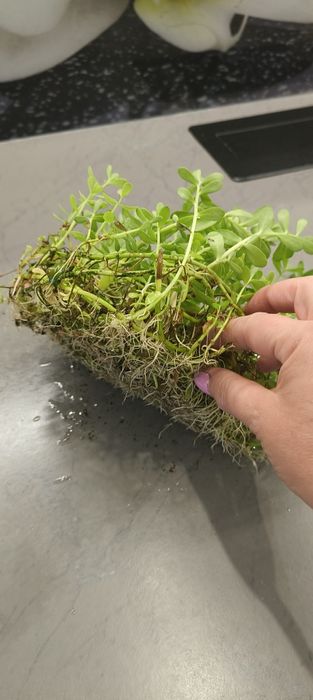 Bacopa Monieri duża kępa , ukorzeniona