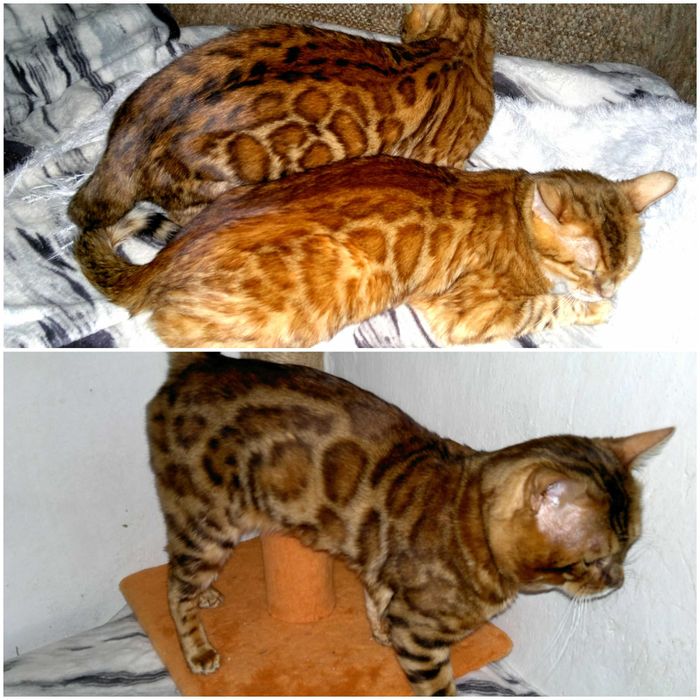 Яскраві бенгальські кошенятка від чистокровних бенгалів