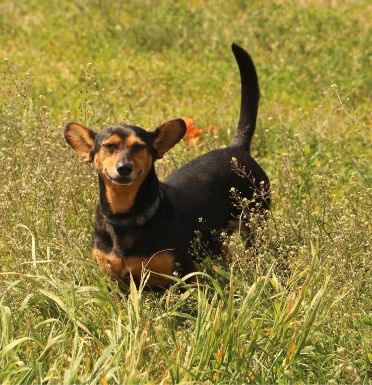 Wspaniały cichutki Fumio do adopcji