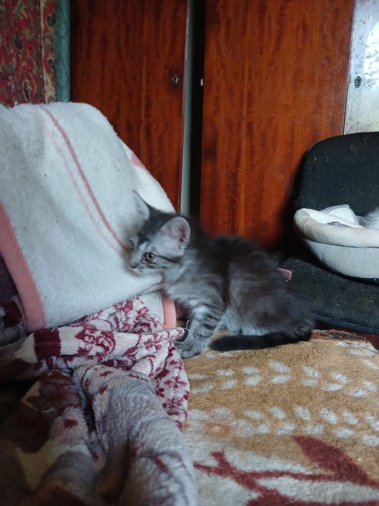 Отдам в хорошие руки котенка