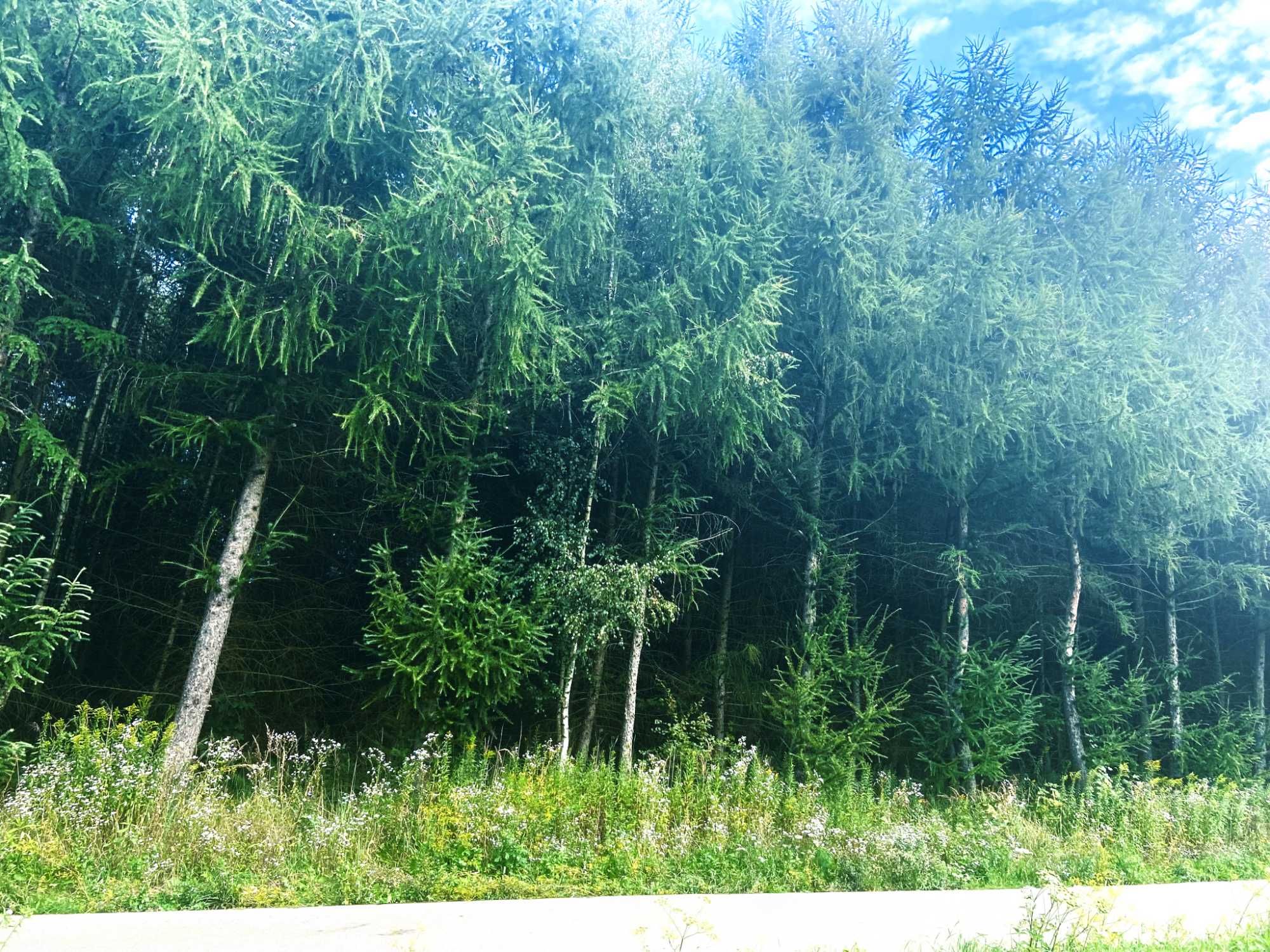 Działka leśna o pow.1,65 ha Hucisko Jawornickie