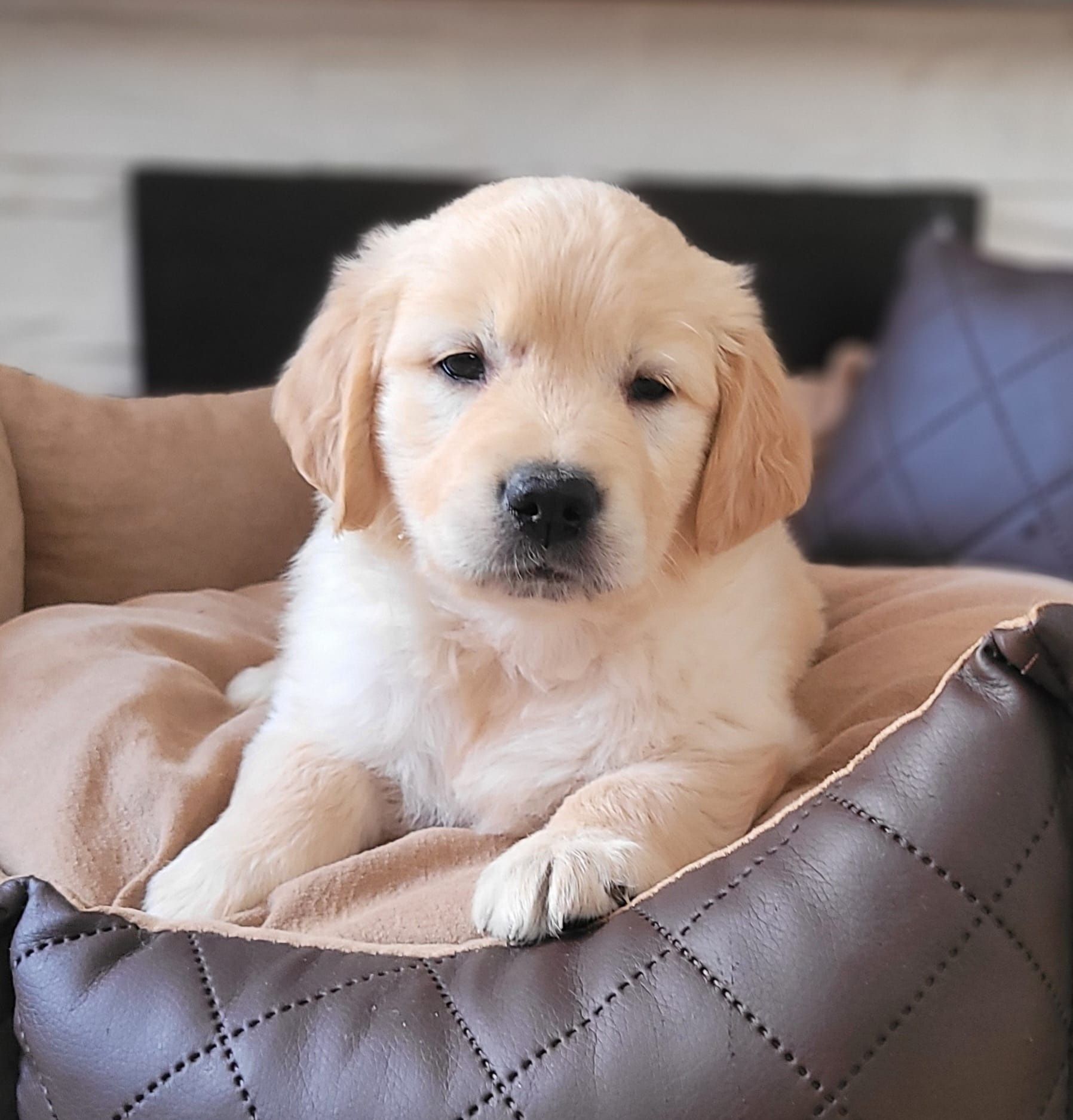 Golden Retriever gotowe do odbioru