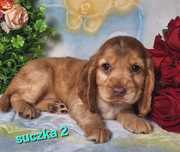 Suczka z rodowodem- Cocker spaniel angielski