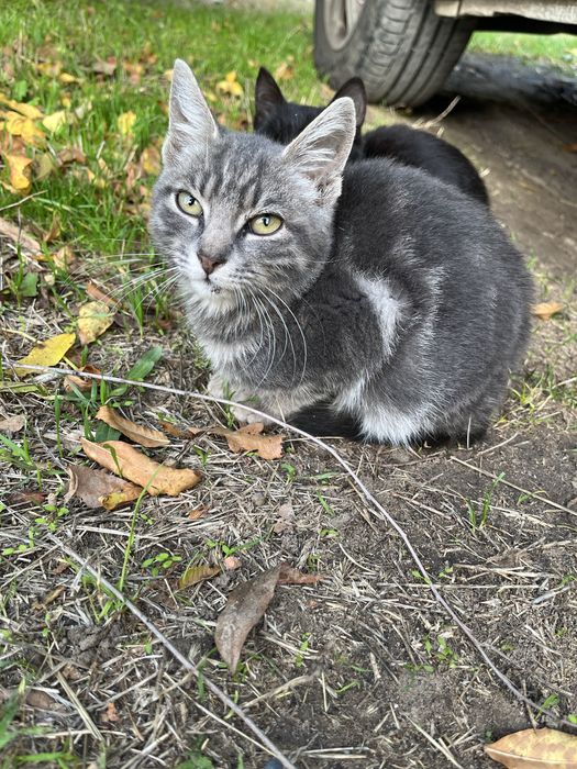 Котенок мальчик