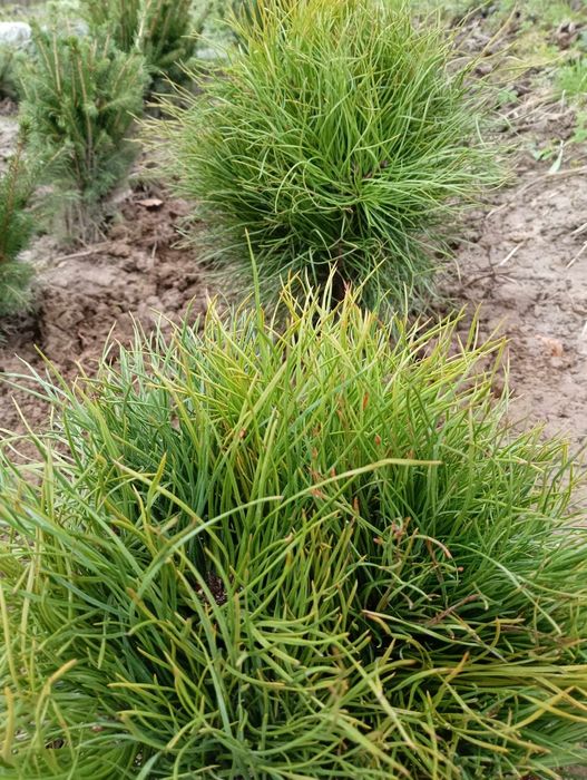 Sadzonki sosny cała Polska / sadzonki drzew leśnych podkarpackie