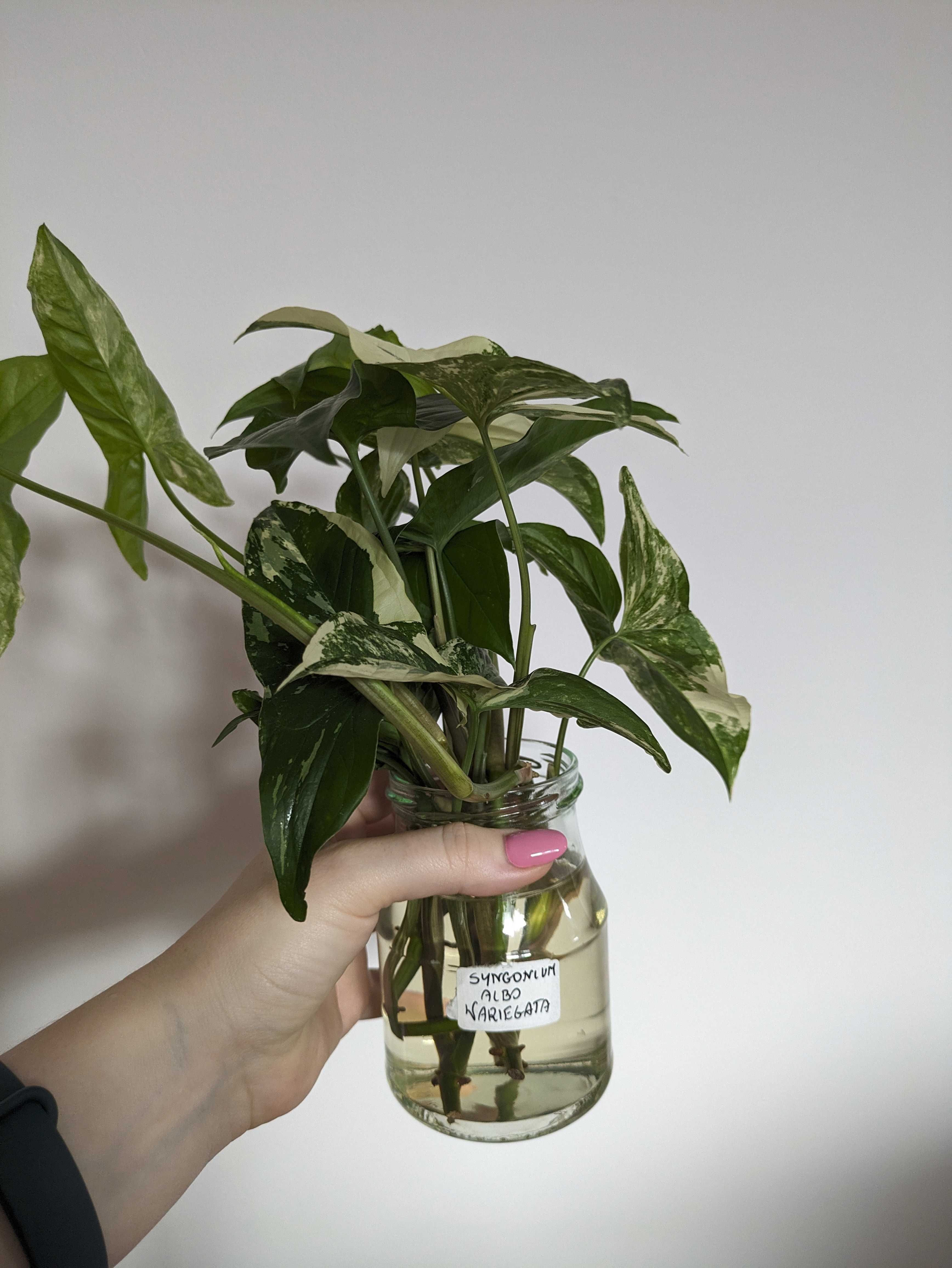 Syngonium albo Variegata - pędówki, szczyt