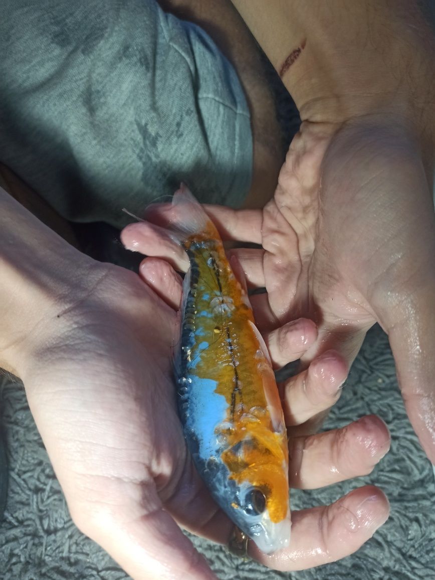 Carpa Koi linda maravilhosa