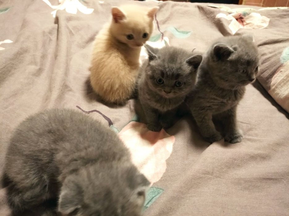 Котенки скотиш страйд {прямоухие} и {веслоухие} осталось две)))